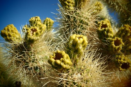 Cactussen in de cactus tuin